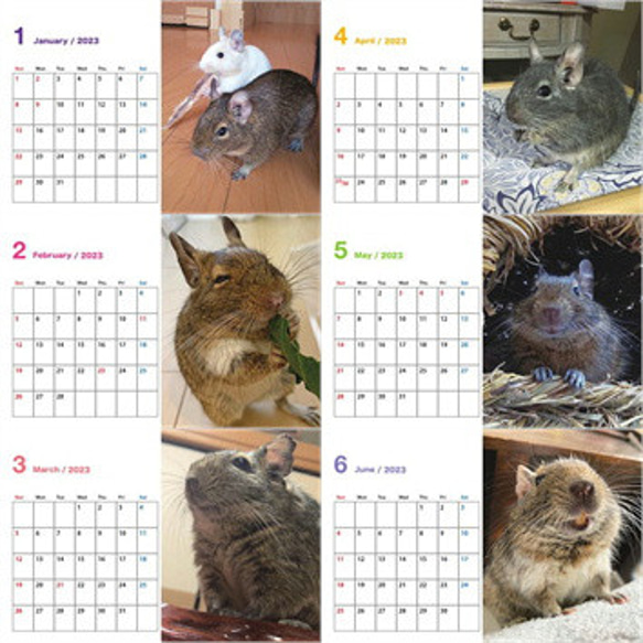 2023 デグー ハガキサイズカレンダー　簡易ケース付 2枚目の画像