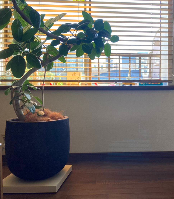 室内　観葉植物　セラミックタイル　鉢受台　キャスター付　プランター用受皿　オフィス 1枚目の画像