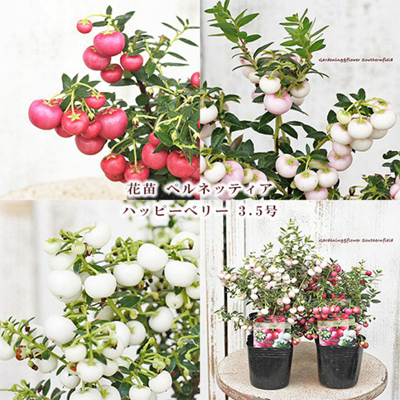 再入荷花苗 ペルネッティア ハッピーベリー 3.5号ポット 赤・ピンク