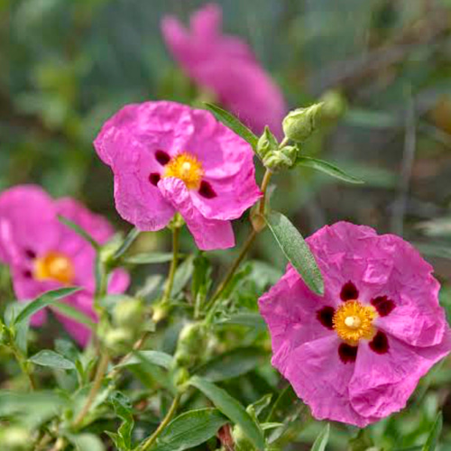 USDAオーガニックロック（シスト）ローズ（水蒸気蒸留法）精油