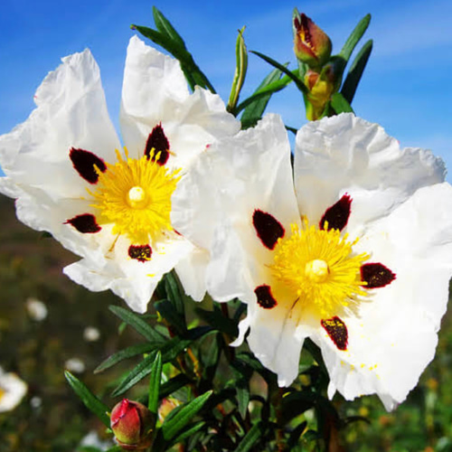 USDAオーガニックロック（シスト）ローズ（水蒸気蒸留法）精油