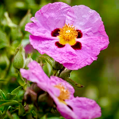 USDAオーガニックロック（シスト）ローズ（水蒸気蒸留法）精油