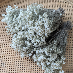 カワラハハコ ドライフラワー 50g 雄花 ドライフラワー Fine