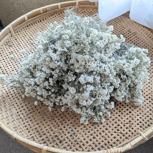 カワラハハコ ドライフラワー 200g 雄花 ドライフラワー Fine 通販