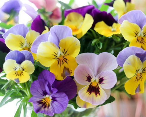 ビオラ パステルミックス 種 20粒 その他インテリア雑貨 mofrin 通販