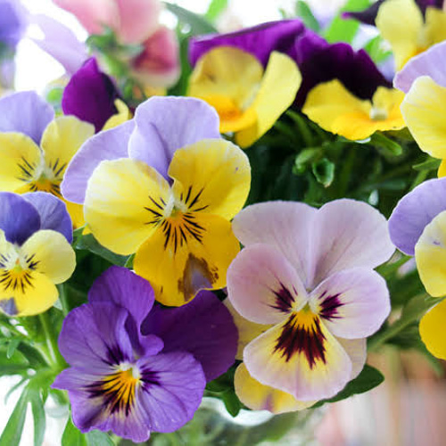 ビオラ パステルミックス 種 20粒 その他インテリア雑貨 mofrin 通販