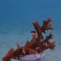 沖縄の海と縁起の良い珊瑚のプレート 結婚祝い 引出物 2枚セット 取り皿 青色×瑠璃紺 ボックス＆紙袋付き 8枚目の画像