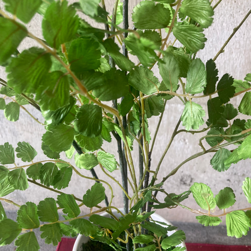 光触媒　人工観葉植物　ウォールグリーン　フェイク　フラワー　アジアンタム花器付大 光触媒 人工観葉植物 ウォールグリーン フェイク フラワー