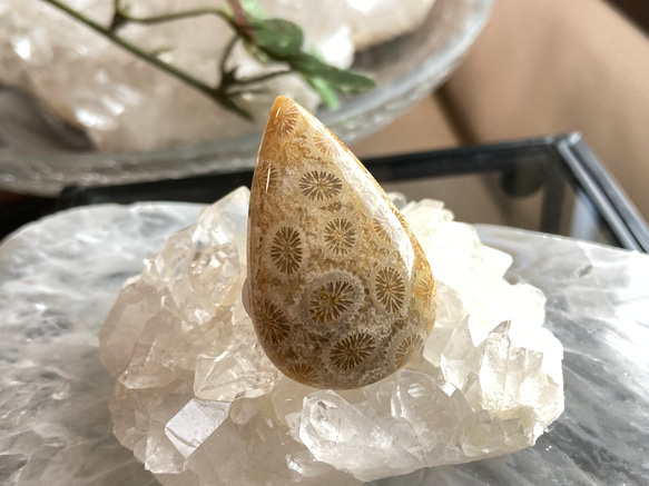 さんご 珊瑚 コーラル　ブローチ　花　天然石 Amazon | [大倉珊瑚店] 深海珊瑚 ブローチ ピンク サンゴ さんご