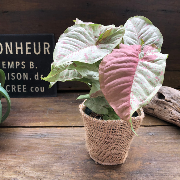 ミルクコンフェッティー♡3号♡シンゴニウム♡斑入り♡観葉植物 アート