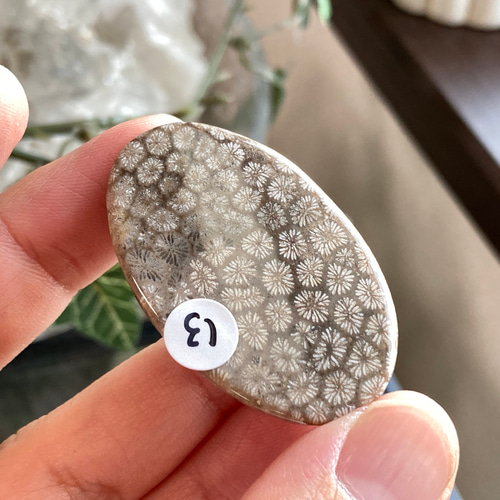 フォッシルコーラル・化石珊瑚（小花柄） 天然石ルース13 天然石