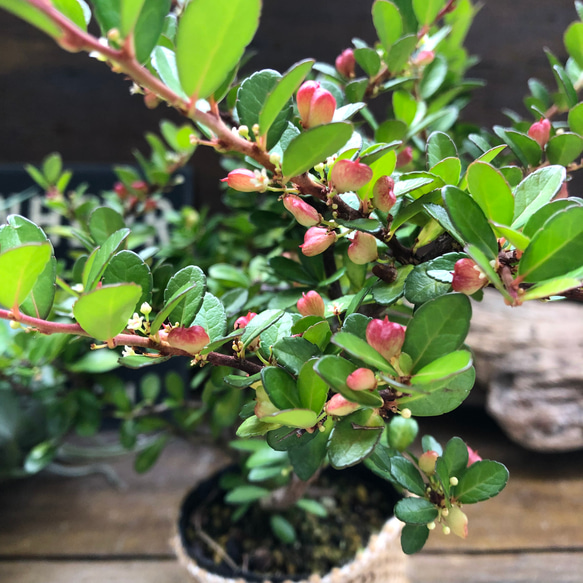 ハートのなる木♡毎年大きく♡ハートツリー♡観葉植物♡ 8枚目の画像