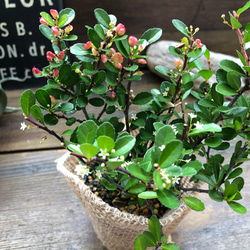 ハートのなる木♡毎年大きく♡ハートツリー♡観葉植物♡ 9枚目の画像