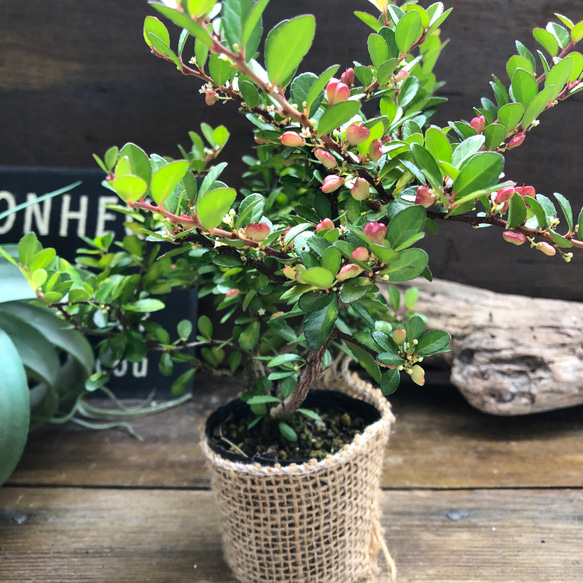 ハートのなる木♡毎年大きく♡ハートツリー♡観葉植物♡ 12枚目の画像