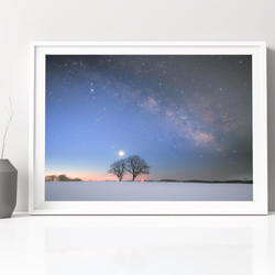 A4可能】激カワ・あざとカワイイ雪のエゾリス。北海道動物写真