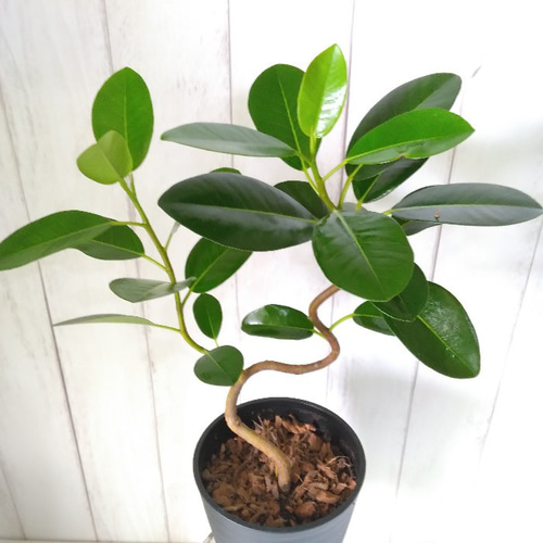希少品種❗️ フィカス　エベレスト　ゴムの木 曲がり 観葉植物　プレゼント 希少品種❗️ フィカス エベレスト ゴムの木 曲がり 観葉植物