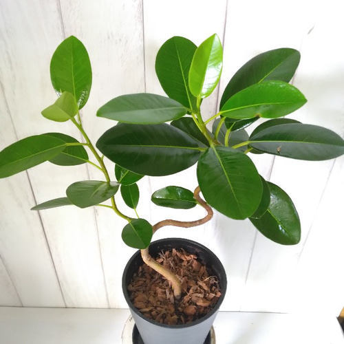 現品】フランスゴム曲がり① 人気フィカス観葉植物 ゴムの木