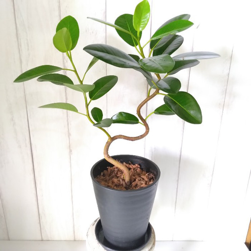 現品】フランスゴム曲がり① 人気フィカス観葉植物 ゴムの木