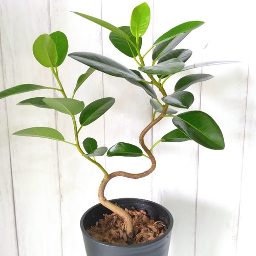 現品】フランスゴム曲がり① 人気フィカス観葉植物 ゴムの木
