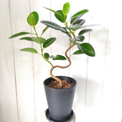 フランスゴムの木 曲がり仕立て 整った樹形 綺麗なグリーン 観葉植物 フランスゴムの木 8号 曲り バスク ミドル ホワイト 付き