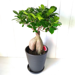 現品】カジュマル① 個性的な樹形 観葉植物 6号鉢 選べる【白or黒