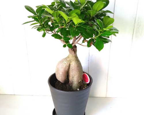 観葉植物　130株以上まとめ売り 28d2936b240dc43d6807e16f4b2427