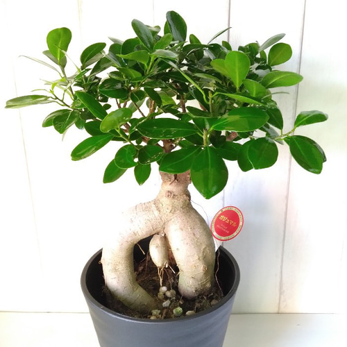 現品】カジュマル② 個性的な樹形 観葉植物 6号鉢 選べる【白or 現品】カジュマル② 個性的な樹形 観葉植物 6号鉢 選べる【白or