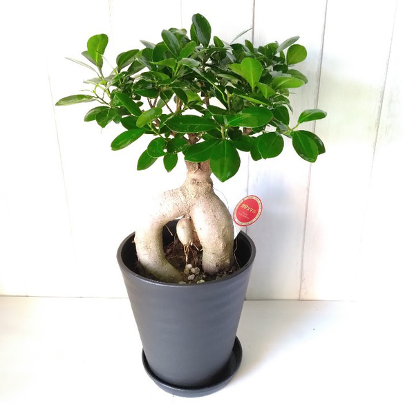 現品】カジュマル② 個性的な樹形 観葉植物 6号鉢 選べる【白or