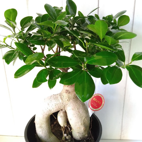 現品】カジュマル② 個性的な樹形 観葉植物 6号鉢 選べる【白or
