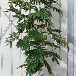 柔らかな葉がステキな観葉植物「エバーフレッシュ」ねむの木 6枚目の画像