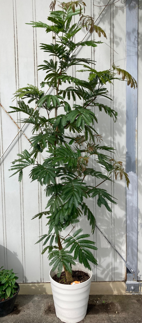 柔らかな葉がステキな観葉植物「エバーフレッシュ」ねむの木 6枚目の画像