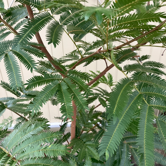 柔らかな葉がステキな観葉植物「エバーフレッシュ」ねむの木 4枚目の画像
