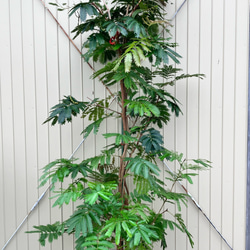 柔らかな葉がステキな観葉植物「エバーフレッシュ」ねむの木 2枚目の画像