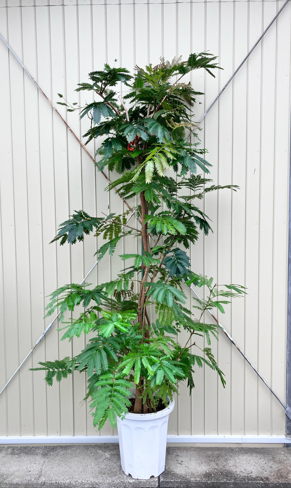 柔らかな葉がステキな観葉植物「エバーフレッシュ」ねむの木 2枚目の画像