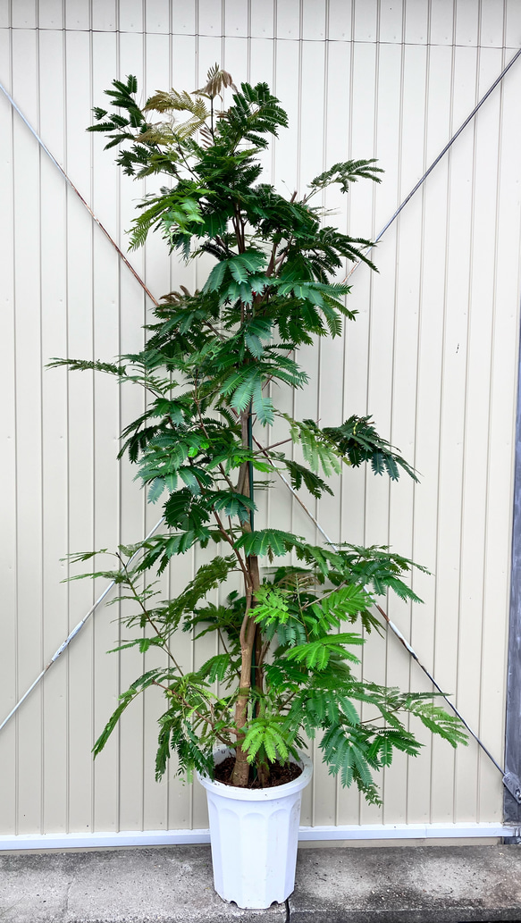 柔らかな葉がステキな観葉植物「エバーフレッシュ」ねむの木 1枚目の画像