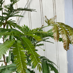 柔らかな葉がステキな観葉植物「エバーフレッシュ」ねむの木 6枚目の画像