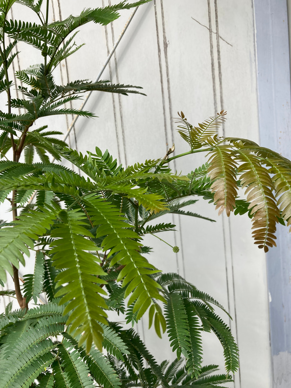 柔らかな葉がステキな観葉植物「エバーフレッシュ」ねむの木 9枚目の画像