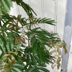 柔らかな葉がステキな観葉植物「エバーフレッシュ」ねむの木 8枚目の画像