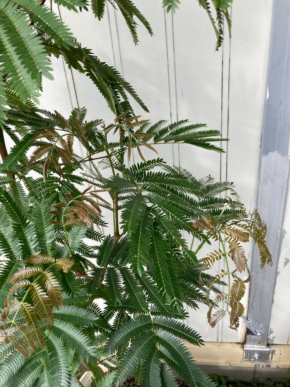 柔らかな葉がステキな観葉植物「エバーフレッシュ」ねむの木 8枚目の画像