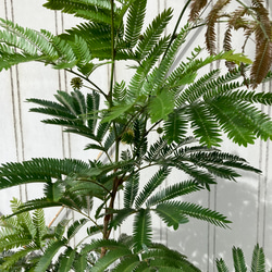 柔らかな葉がステキな観葉植物「エバーフレッシュ」ねむの木 5枚目の画像