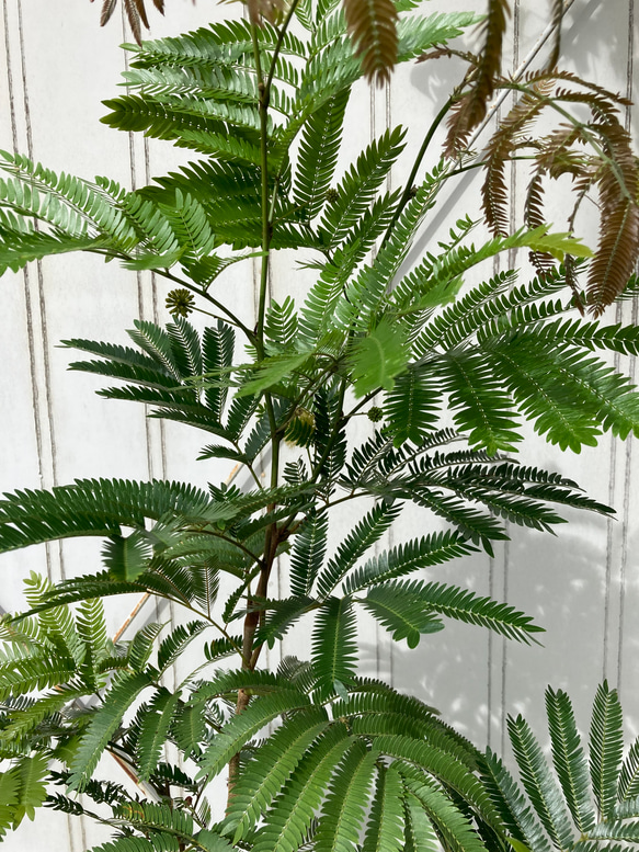 柔らかな葉がステキな観葉植物「エバーフレッシュ」ねむの木 5枚目の画像