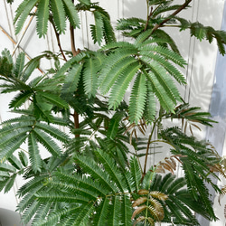 柔らかな葉がステキな観葉植物「エバーフレッシュ」ねむの木 3枚目の画像