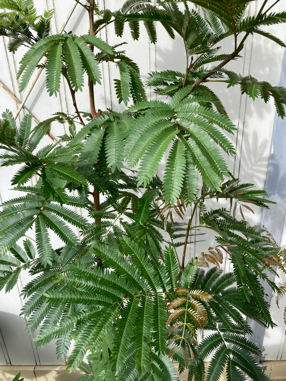柔らかな葉がステキな観葉植物「エバーフレッシュ」ねむの木 3枚目の画像