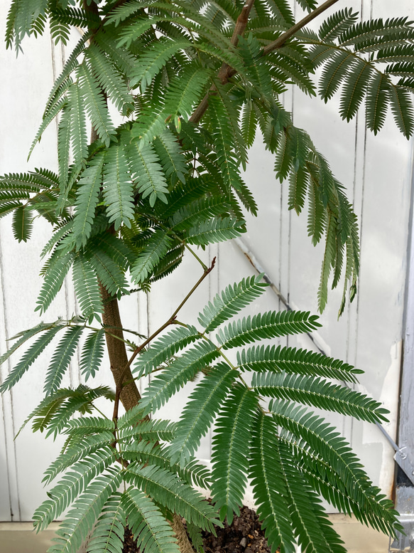 柔らかな葉がステキな観葉植物「エバーフレッシュ」ねむの木 7枚目の画像