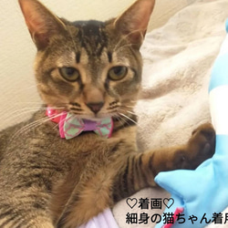 猫用首輪 5枚目の画像