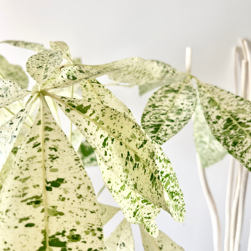 9/11撮影】希少 パキラ ミルキーウェイ 朴立ち 接ぎ木 #2 送料