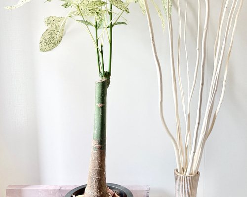 c2616bcf27f2c3faae5f09a1497265