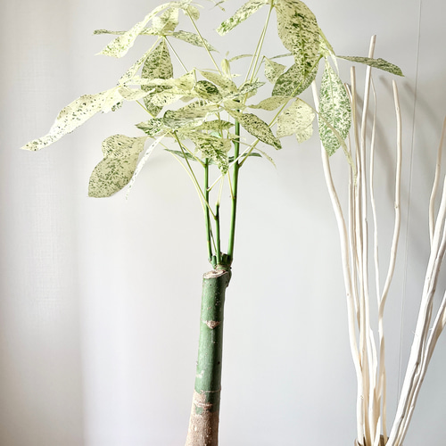 超希少❗️白勝❗️パキラ　ミルキーウェイ　接木✨ 観葉植物 超希少‼️ 白勝ち 国産実生 パキラ ミルキーウェイ(斑