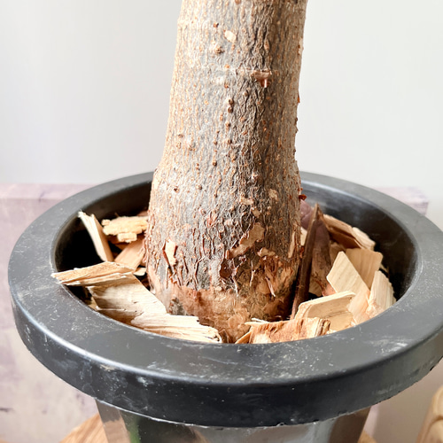 9/11撮影】希少 パキラ ミルキーウェイ 朴立ち 接ぎ木 #2 送料無料