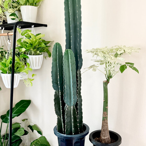 コ*ア様 【極上】 スピラリス 大株　5本セット　サボテン　柱サボテン　アガベ サボテン・スピラリス【現品販売】※送料無料 | 日本ライン花木